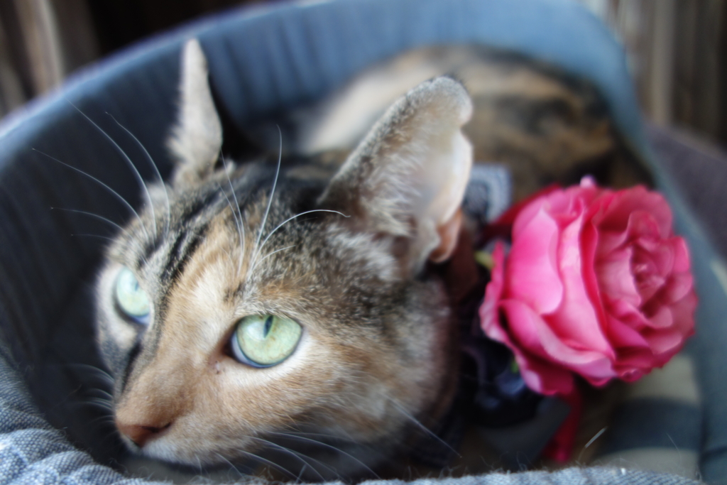 f:id:hiraryo0201:20160910101333j:plain f:id:hiraryo0201:20160910101333j:plain