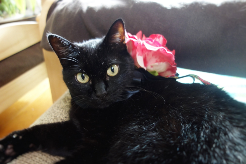 f:id:hiraryo0201:20160911074656j:plain f:id:hiraryo0201:20160911074656j:plain