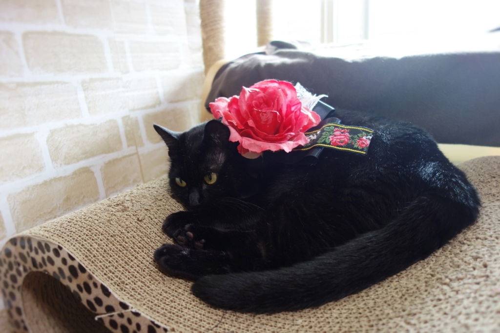 f:id:hiraryo0201:20160911074722j:plain f:id:hiraryo0201:20160911074722j:plain