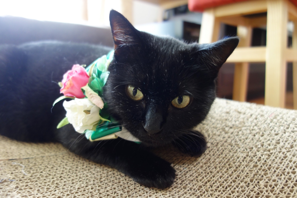 f:id:hiraryo0201:20160911074737j:plain f:id:hiraryo0201:20160911074737j:plain