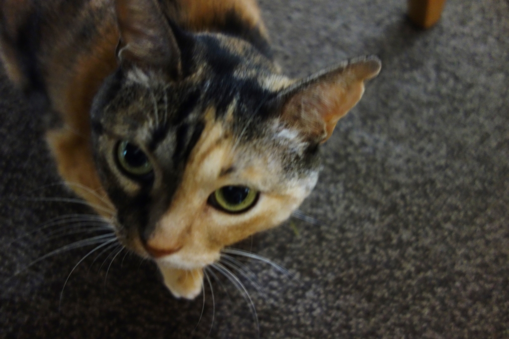 f:id:hiraryo0201:20160911074840j:plain f:id:hiraryo0201:20160911074840j:plain