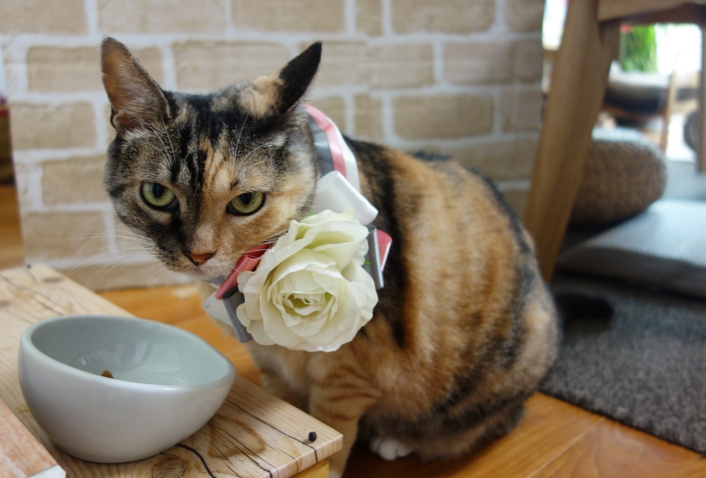 f:id:hiraryo0201:20160911074928j:plain f:id:hiraryo0201:20160911074928j:plain