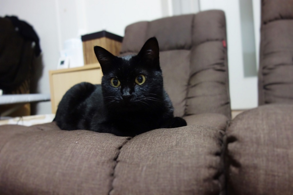 f:id:hiraryo0201:20160912104214j:plain f:id:hiraryo0201:20160912104214j:plain