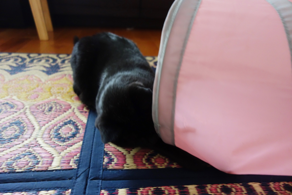 f:id:hiraryo0201:20160912104834j:plain f:id:hiraryo0201:20160912104834j:plain