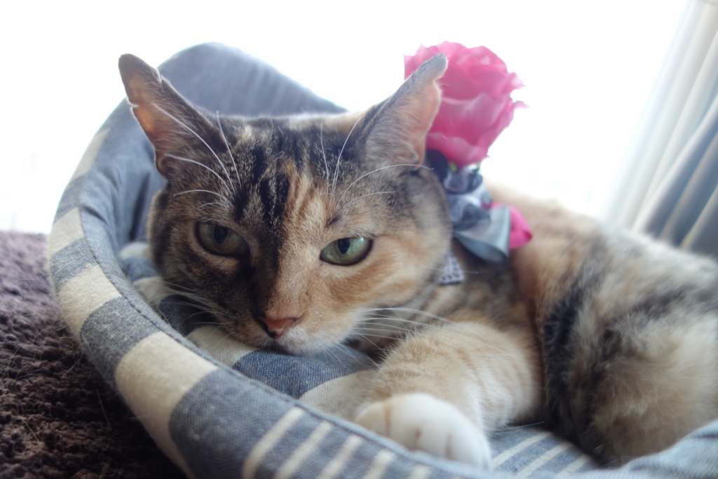 f:id:hiraryo0201:20160914095021j:plain f:id:hiraryo0201:20160914095021j:plain