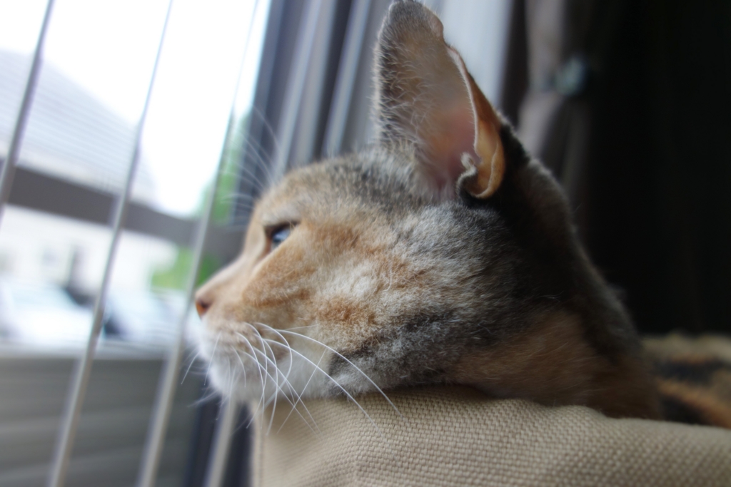 f:id:hiraryo0201:20160914095828j:plain f:id:hiraryo0201:20160914095828j:plain