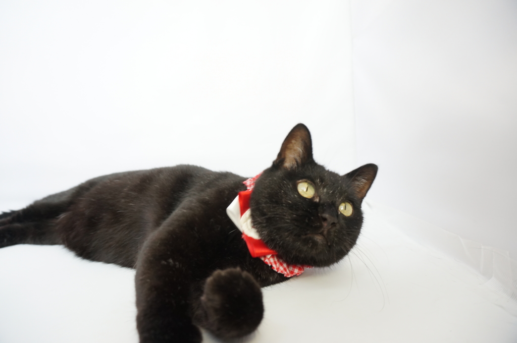 f:id:hiraryo0201:20160914105348j:plain f:id:hiraryo0201:20160914105348j:plain