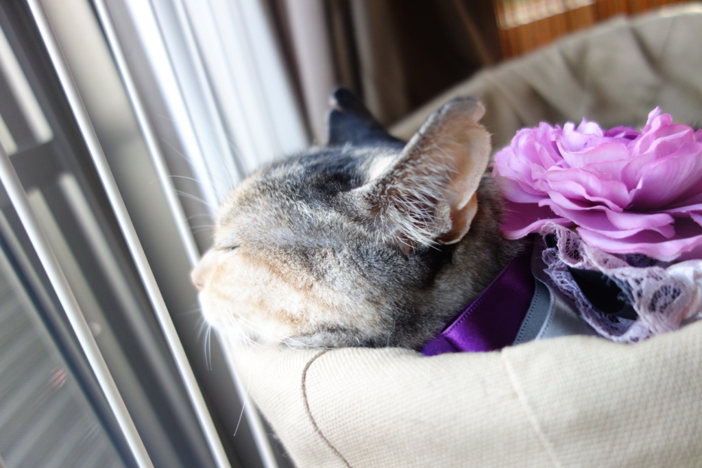 f:id:hiraryo0201:20160915113751j:plain