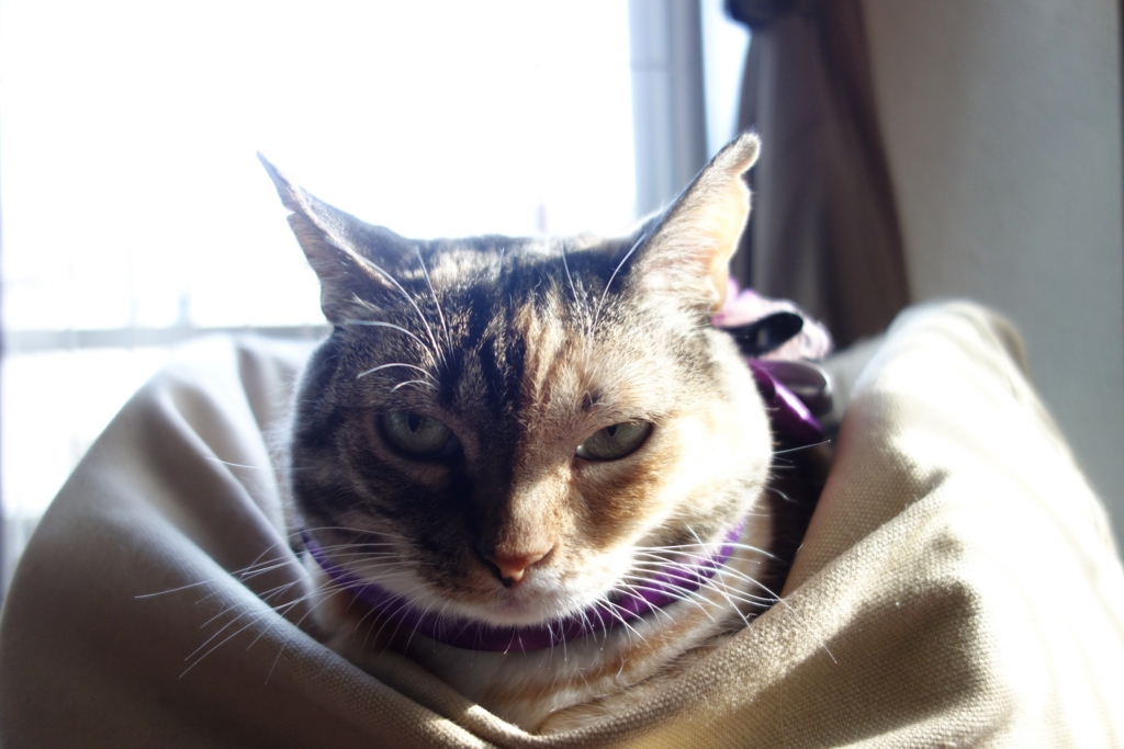 f:id:hiraryo0201:20160915113810j:plain