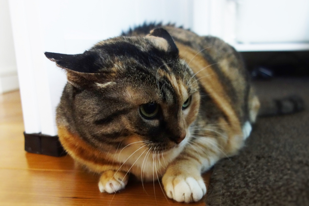 f:id:hiraryo0201:20160916102833j:plain