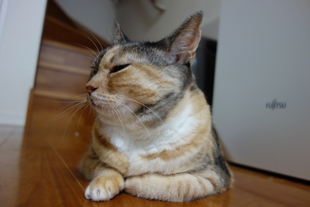 f:id:hiraryo0201:20160916103030j:plain