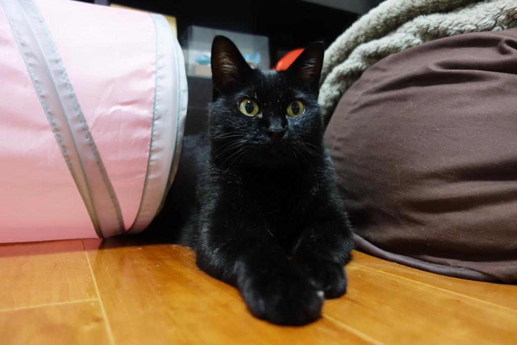 f:id:hiraryo0201:20160916103033j:plain