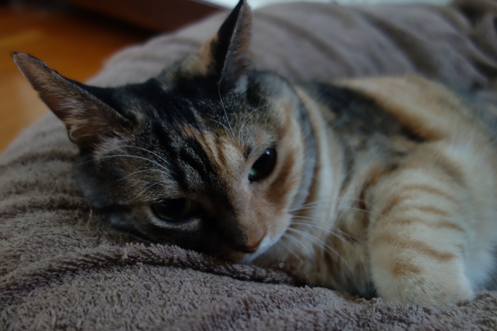 f:id:hiraryo0201:20160917090921j:plain f:id:hiraryo0201:20160917090921j:plain