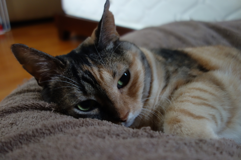 f:id:hiraryo0201:20160917090942j:plain f:id:hiraryo0201:20160917090942j:plain