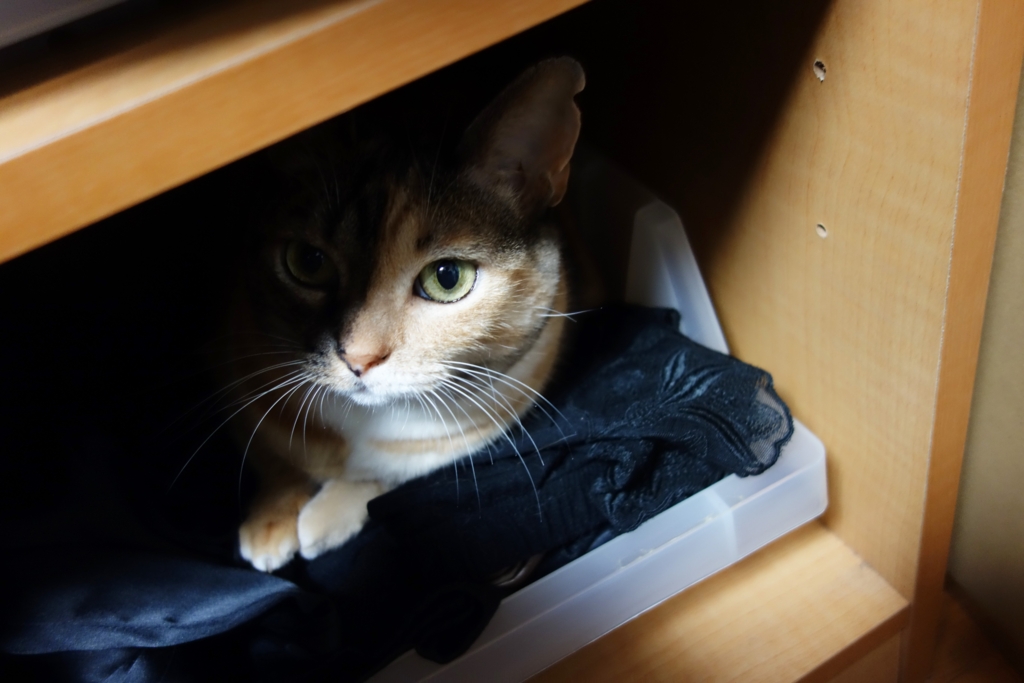 f:id:hiraryo0201:20160917091053j:plain f:id:hiraryo0201:20160917091053j:plain