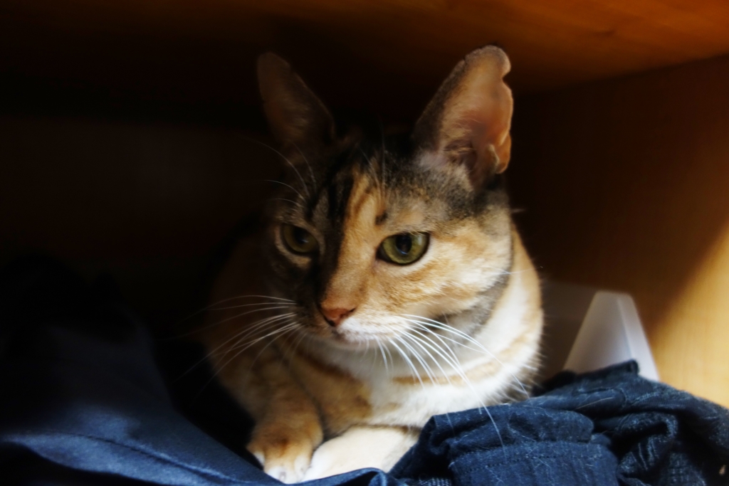 f:id:hiraryo0201:20160917091058j:plain f:id:hiraryo0201:20160917091058j:plain