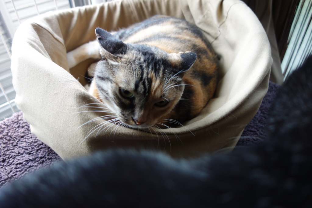 f:id:hiraryo0201:20160917100131j:plain f:id:hiraryo0201:20160917100131j:plain