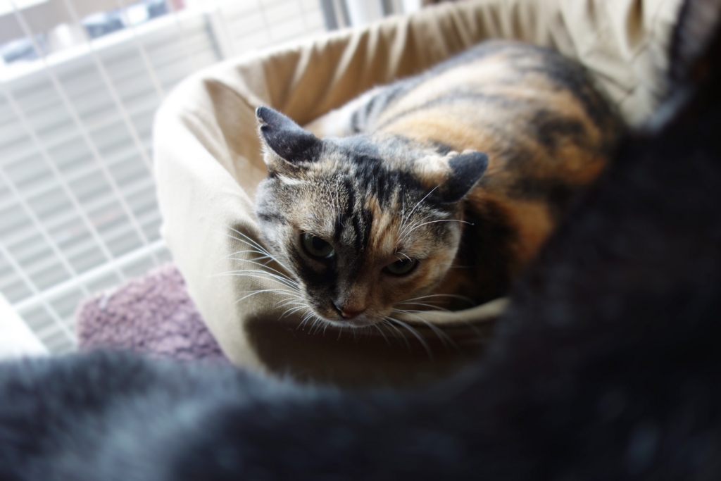 f:id:hiraryo0201:20160917100141j:plain f:id:hiraryo0201:20160917100141j:plain