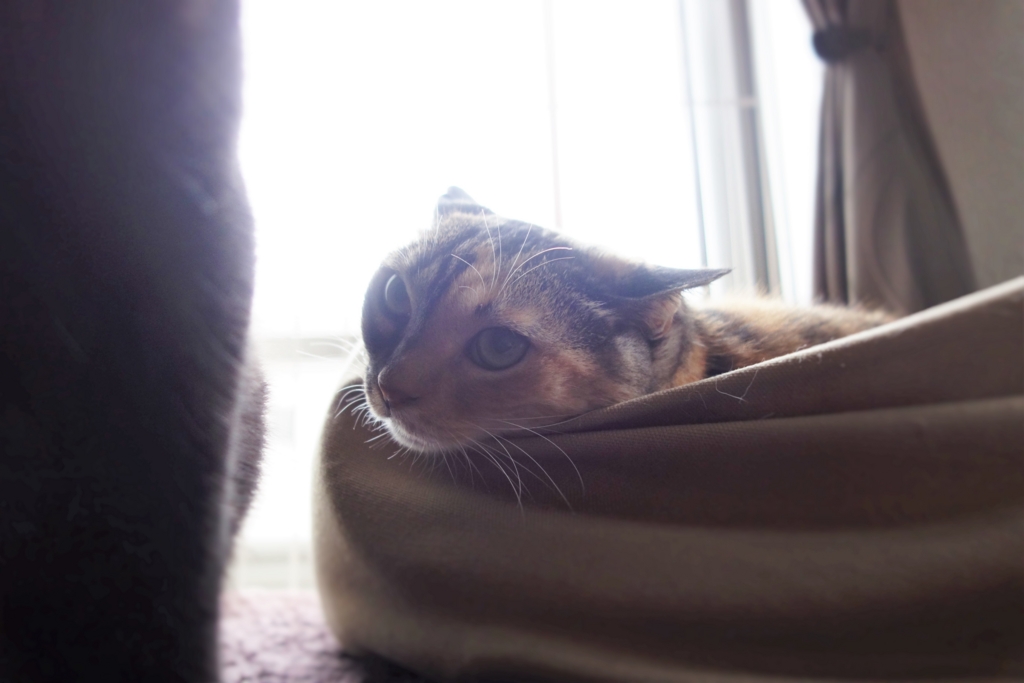 f:id:hiraryo0201:20160917100159j:plain f:id:hiraryo0201:20160917100159j:plain