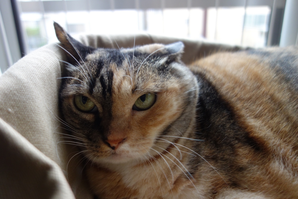 f:id:hiraryo0201:20160917100219j:plain f:id:hiraryo0201:20160917100219j:plain