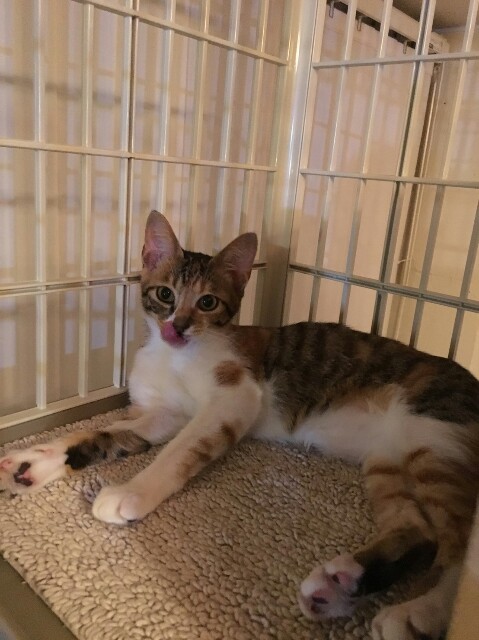 f:id:hiraryo0201:20160918111736j:plain f:id:hiraryo0201:20160918111736j:plain