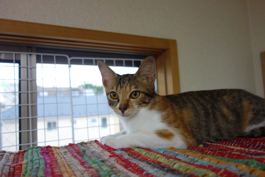 f:id:hiraryo0201:20160918134222j:plain f:id:hiraryo0201:20160918134222j:plain