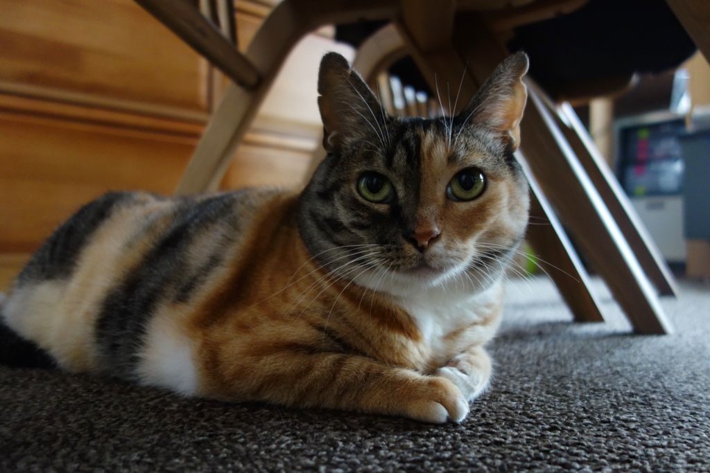 f:id:hiraryo0201:20160919091439j:plain f:id:hiraryo0201:20160919091439j:plain