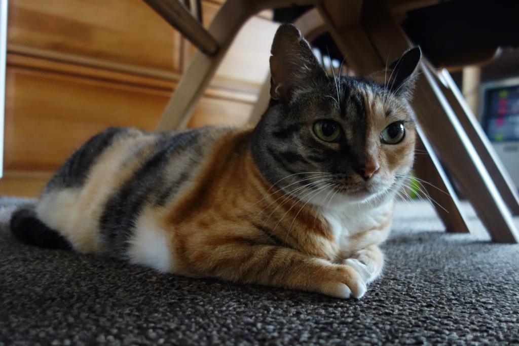 f:id:hiraryo0201:20160919091443j:plain f:id:hiraryo0201:20160919091443j:plain