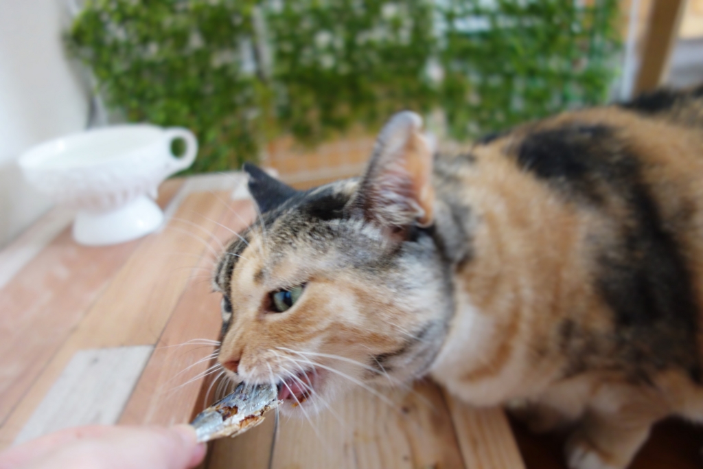 f:id:hiraryo0201:20160919091506j:plain f:id:hiraryo0201:20160919091506j:plain