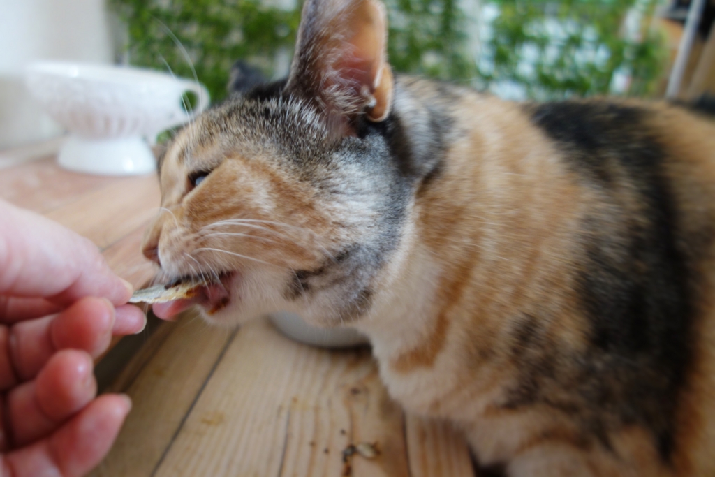 f:id:hiraryo0201:20160919091520j:plain f:id:hiraryo0201:20160919091520j:plain