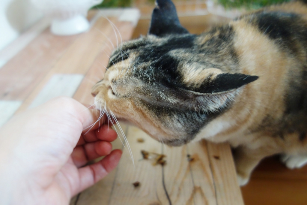 f:id:hiraryo0201:20160919091522j:plain f:id:hiraryo0201:20160919091522j:plain