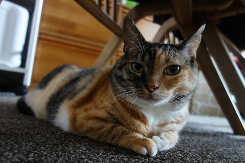 f:id:hiraryo0201:20160919091628j:plain