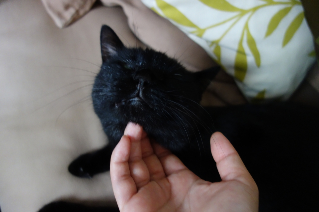 f:id:hiraryo0201:20160928104332j:plain f:id:hiraryo0201:20160928104332j:plain