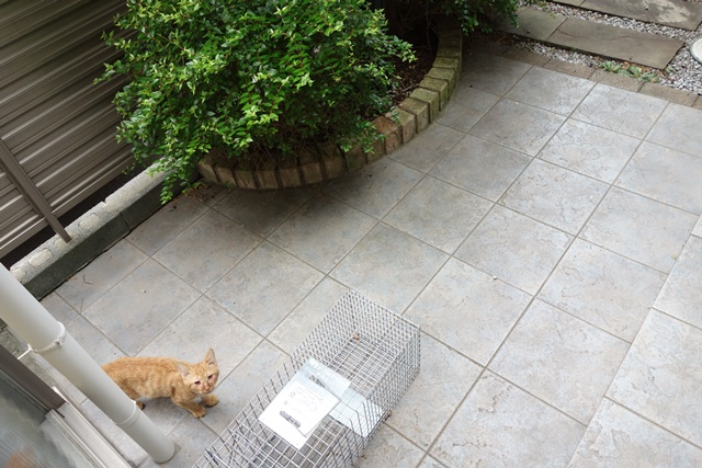 f:id:hiraryo0201:20161003092458j:plain f:id:hiraryo0201:20161003092458j:plain