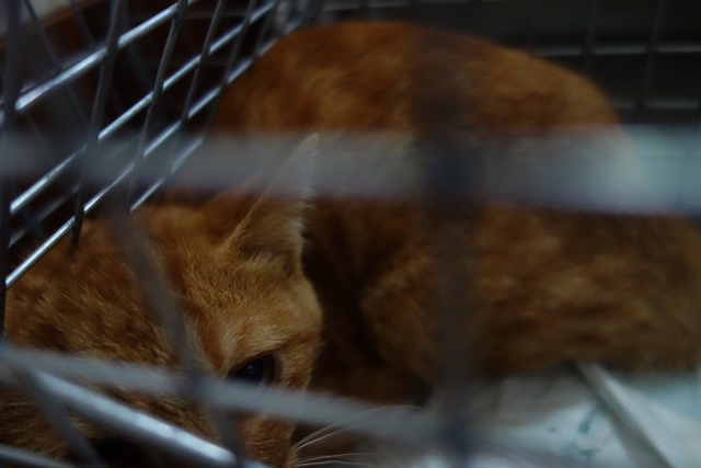 f:id:hiraryo0201:20161003092511j:plain f:id:hiraryo0201:20161003092511j:plain