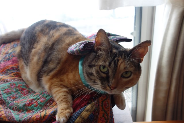 f:id:hiraryo0201:20161003100531j:plain f:id:hiraryo0201:20161003100531j:plain