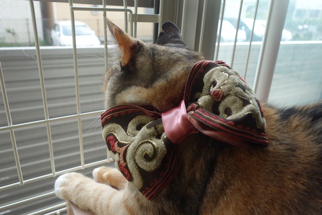 f:id:hiraryo0201:20161003100535j:plain f:id:hiraryo0201:20161003100535j:plain