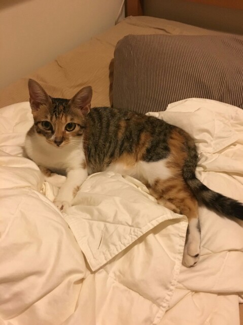 f:id:hiraryo0201:20161005083132j:image f:id:hiraryo0201:20161005083132j:image