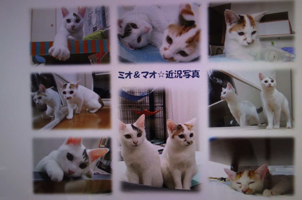 f:id:hiraryo0201:20161005083925j:plain f:id:hiraryo0201:20161005083925j:plain