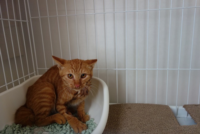 f:id:hiraryo0201:20161005091437j:plain f:id:hiraryo0201:20161005091437j:plain