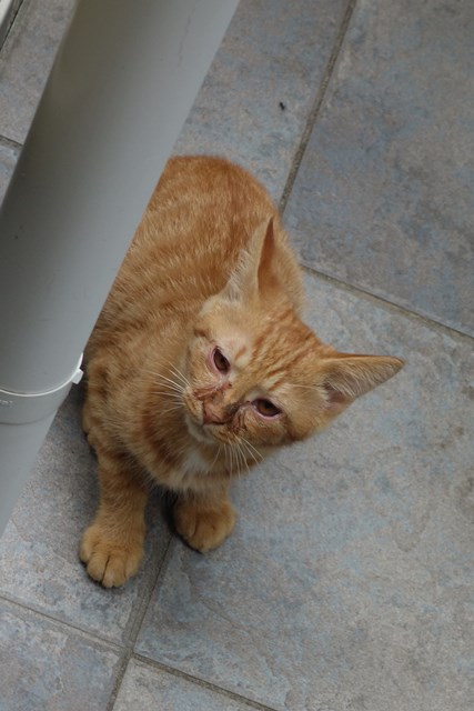 f:id:hiraryo0201:20161005092618j:plain f:id:hiraryo0201:20161005092618j:plain