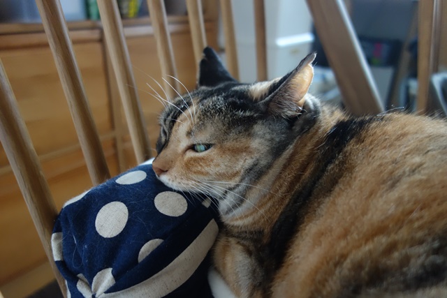 f:id:hiraryo0201:20161005104632j:plain