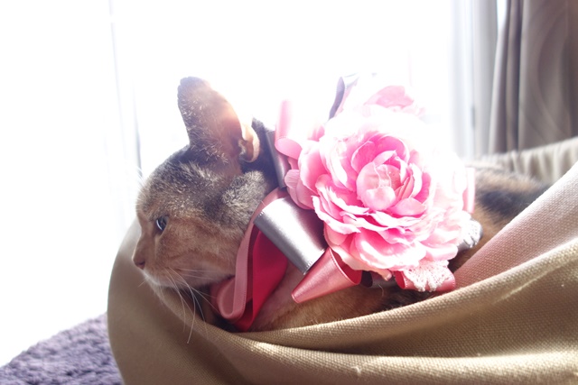 f:id:hiraryo0201:20161005115349j:plain