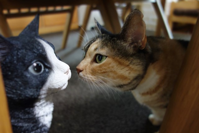 f:id:hiraryo0201:20161007103452j:plain