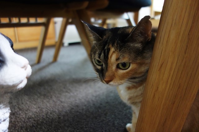 f:id:hiraryo0201:20161007103459j:plain f:id:hiraryo0201:20161007103459j:plain