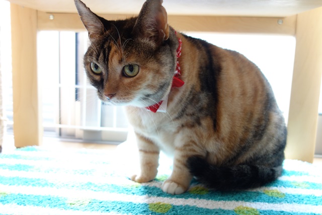 f:id:hiraryo0201:20161007103533j:plain f:id:hiraryo0201:20161007103533j:plain