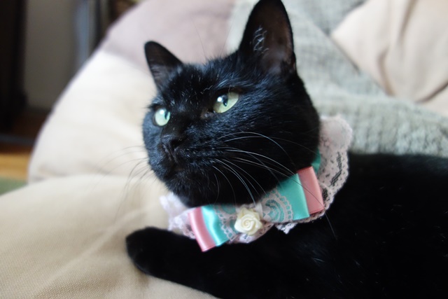 f:id:hiraryo0201:20161007103549j:plain f:id:hiraryo0201:20161007103549j:plain