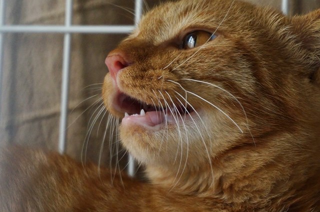 f:id:hiraryo0201:20161007111252j:plain f:id:hiraryo0201:20161007111252j:plain