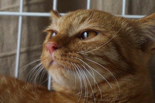 f:id:hiraryo0201:20161007111307j:plain f:id:hiraryo0201:20161007111307j:plain