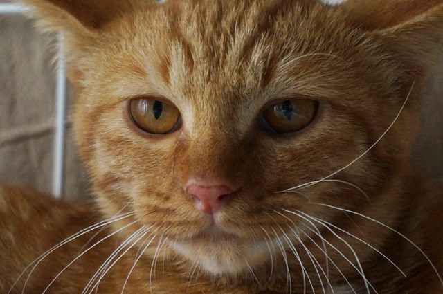 f:id:hiraryo0201:20161007111320j:plain f:id:hiraryo0201:20161007111320j:plain